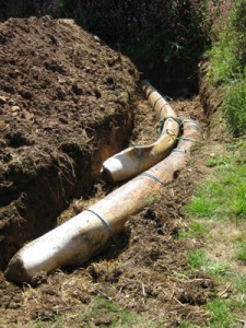 The whale bones in a trench